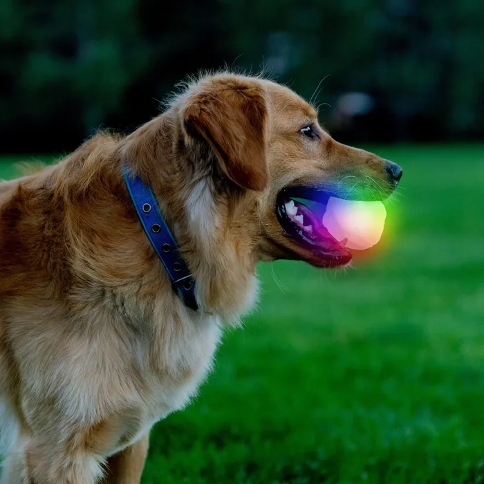 GlowStreak Wild Dog Light Ball 10 GlowStreak Wild Dog Light Ball