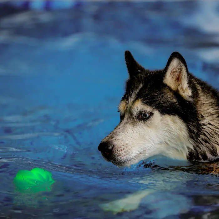 GlowStreak Wild Dog Light Ball 12 GlowStreak Wild Dog Light Ball