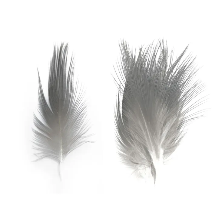 Heron Feathers 1 Heron Feathers